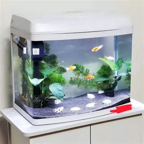 戶外缸適合養什麼魚|室外水缸中古法養魚，什麼品種最適合飼養？